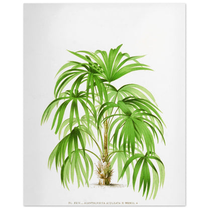 Planche botanique ancienne de l'Acanthorrhiza Aculeata (40x50 cm). Illustration botanique ancienne de l'acanthe Acanthrorrhiza Aculeata.