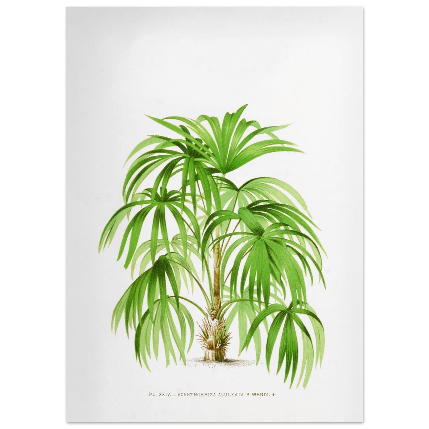Planche botanique ancienne de l'Acanthorrhiza Aculeata (50x70 cm). Illustration botanique ancienne de l'acanthe Acanthrorrhiza Aculeata.