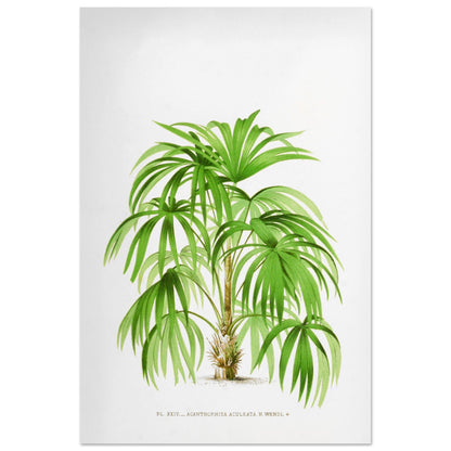 Planche botanique ancienne de l'Acanthorrhiza Aculeata (60x90 cm). Illustration botanique ancienne de l'acanthe Acanthrorrhiza Aculeata.