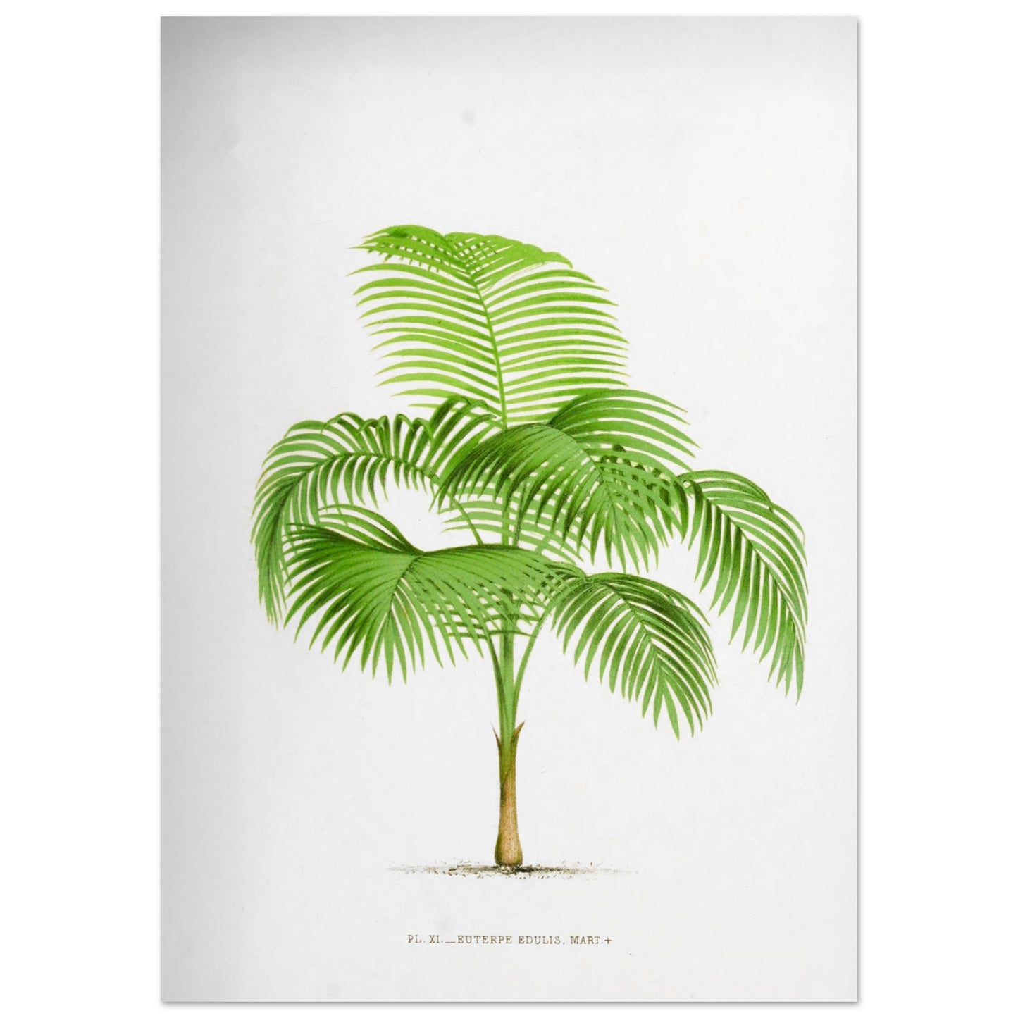 Illustration ancienne du palmier Euterpe Edulis (29,7x42 cm (A3)). Illustration botanique de l'Euterpe Edulis, un palmier aux feuilles vertes pennées, émanant d'un tronc fin et vert.