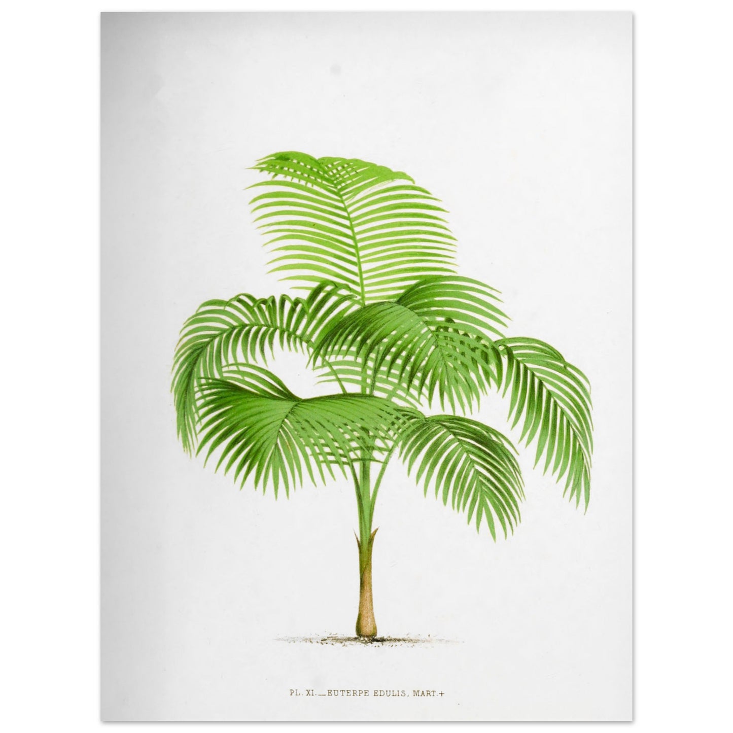 Illustration ancienne du palmier Euterpe Edulis (30x40 cm). Illustration botanique de l'Euterpe Edulis, un palmier aux feuilles vertes pennées, émanant d'un tronc fin et vert.