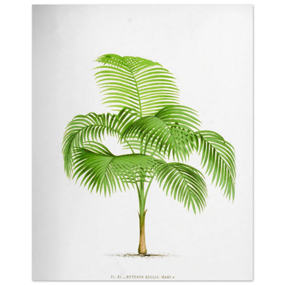 Illustration ancienne du palmier Euterpe Edulis (40x50 cm). Illustration botanique de l'Euterpe Edulis, un palmier aux feuilles vertes pennées, émanant d'un tronc fin et vert.