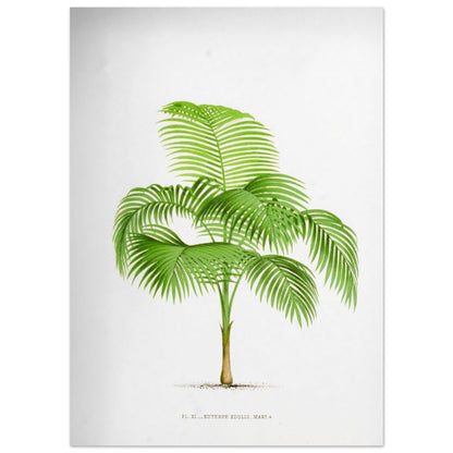 Illustration ancienne du palmier Euterpe Edulis (50x70 cm). Illustration botanique de l'Euterpe Edulis, un palmier aux feuilles vertes pennées, émanant d'un tronc fin et vert.