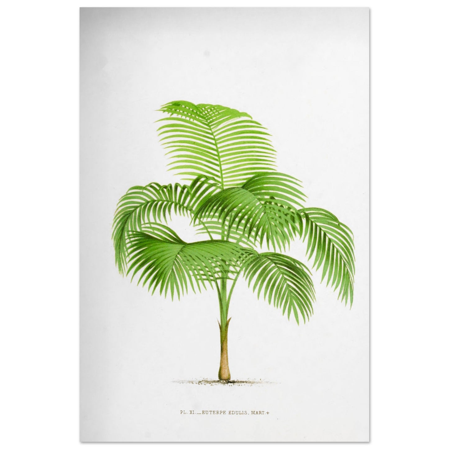 Illustration ancienne du palmier Euterpe Edulis (60x90 cm). Illustration botanique de l'Euterpe Edulis, un palmier aux feuilles vertes pennées, émanant d'un tronc fin et vert.