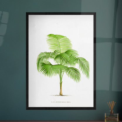 Illustration ancienne du palmier Euterpe Edulis. Illustration botanique de l'Euterpe Edulis, un palmier aux feuilles vertes pennées, émanant d'un tronc fin et vert. Image d'illustration 8