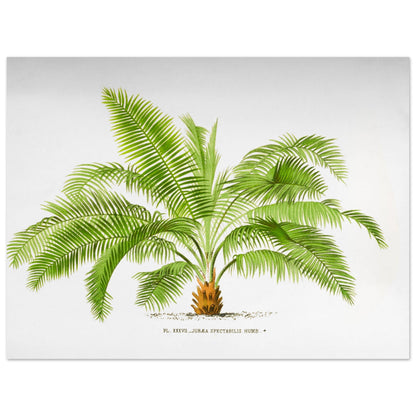 Illustration ancienne de palmier : Jubaea spectabilis (Palmier du Chili) (30x40 cm). Illustration botanique du palmier Jubaea Spectabilis, montrant ses feuilles vertes arquées et son tronc court et trapu. La gravure est sur fond blanc, avec une légende en dessous.