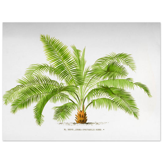 Illustration ancienne de palmier : Jubaea spectabilis (Palmier du Chili) (30x40 cm). Illustration botanique du palmier Jubaea Spectabilis, montrant ses feuilles vertes arquées et son tronc court et trapu. La gravure est sur fond blanc, avec une légende en dessous.