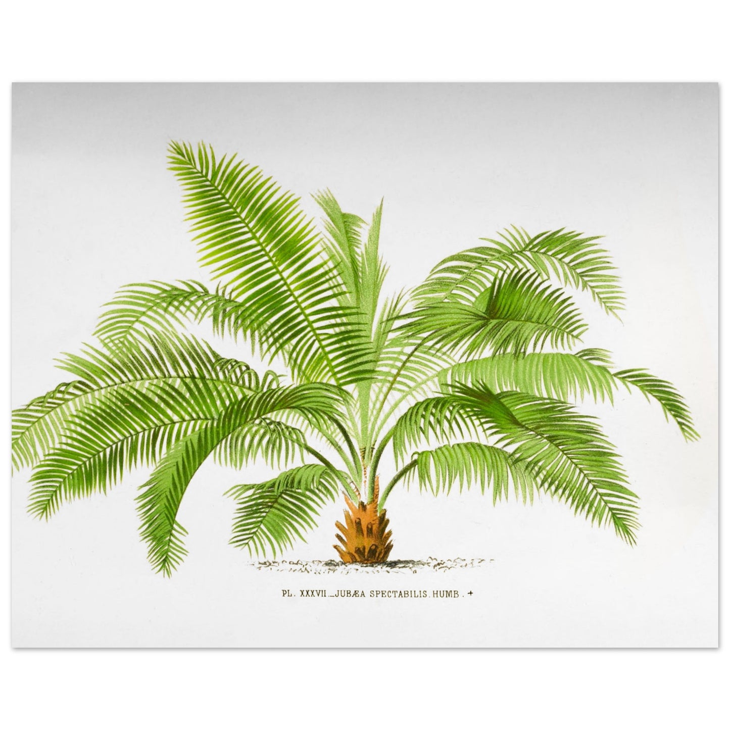 Illustration ancienne de palmier : Jubaea spectabilis (Palmier du Chili) (40x50 cm). Illustration botanique du palmier Jubaea Spectabilis, montrant ses feuilles vertes arquées et son tronc court et trapu. La gravure est sur fond blanc, avec une légende en dessous.