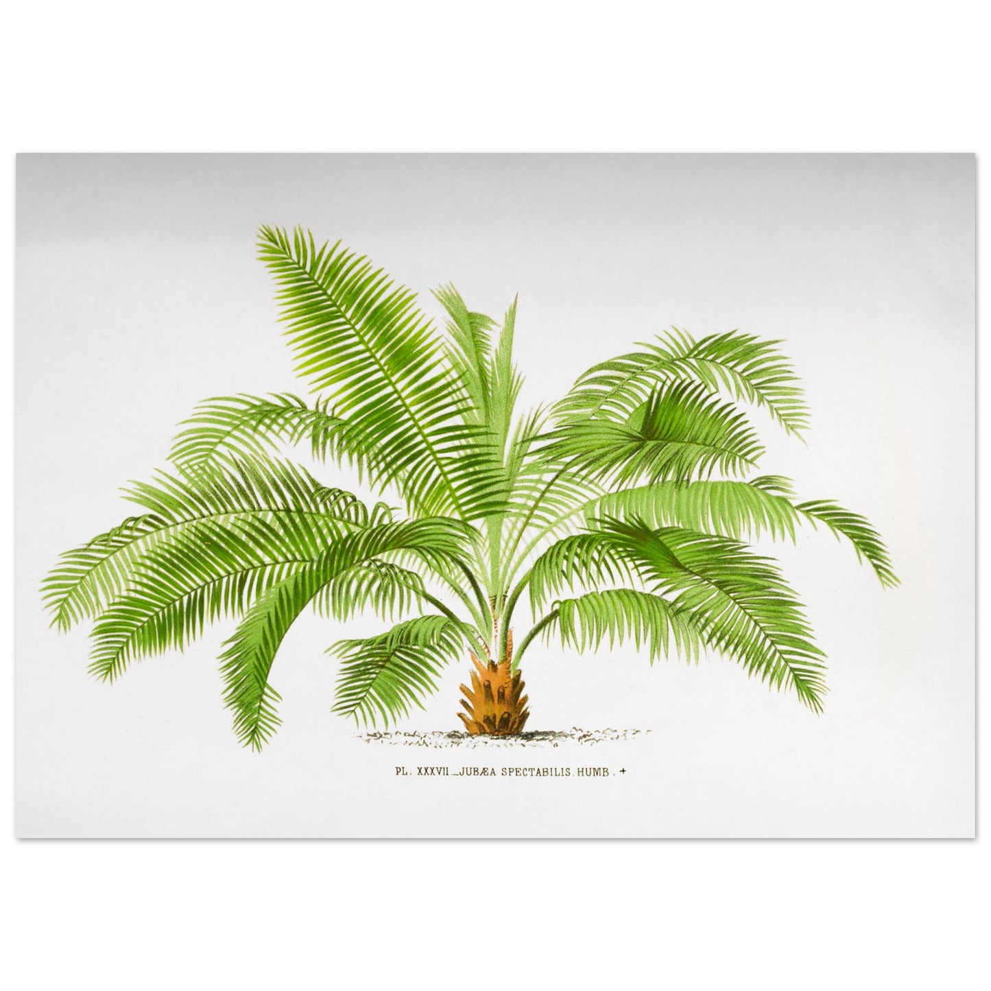 Illustration ancienne de palmier : Jubaea spectabilis (Palmier du Chili) (50x70 cm). Illustration botanique du palmier Jubaea Spectabilis, montrant ses feuilles vertes arquées et son tronc court et trapu. La gravure est sur fond blanc, avec une légende en dessous.