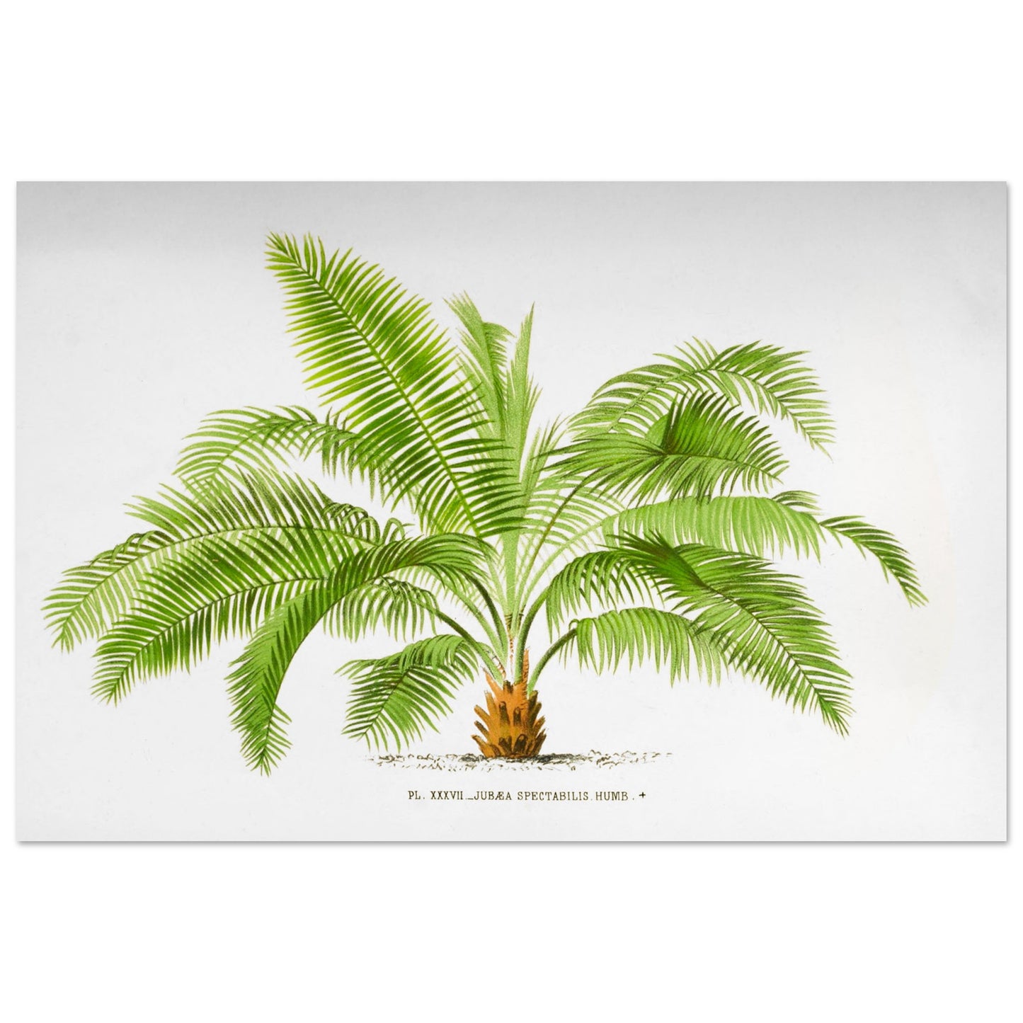 Illustration ancienne de palmier : Jubaea spectabilis (Palmier du Chili) (60x90 cm). Illustration botanique du palmier Jubaea Spectabilis, montrant ses feuilles vertes arquées et son tronc court et trapu. La gravure est sur fond blanc, avec une légende en dessous.