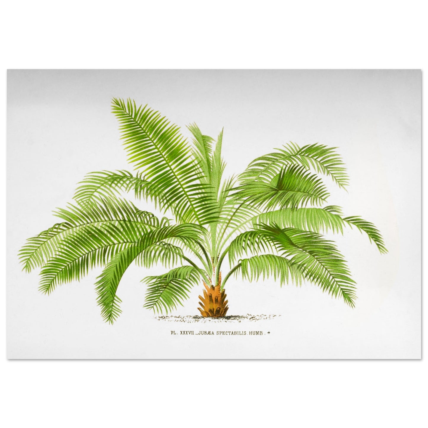 Illustration ancienne de palmier : Jubaea spectabilis (Palmier du Chili) (70x100 cm). Illustration botanique du palmier Jubaea Spectabilis, montrant ses feuilles vertes arquées et son tronc court et trapu. La gravure est sur fond blanc, avec une légende en dessous.