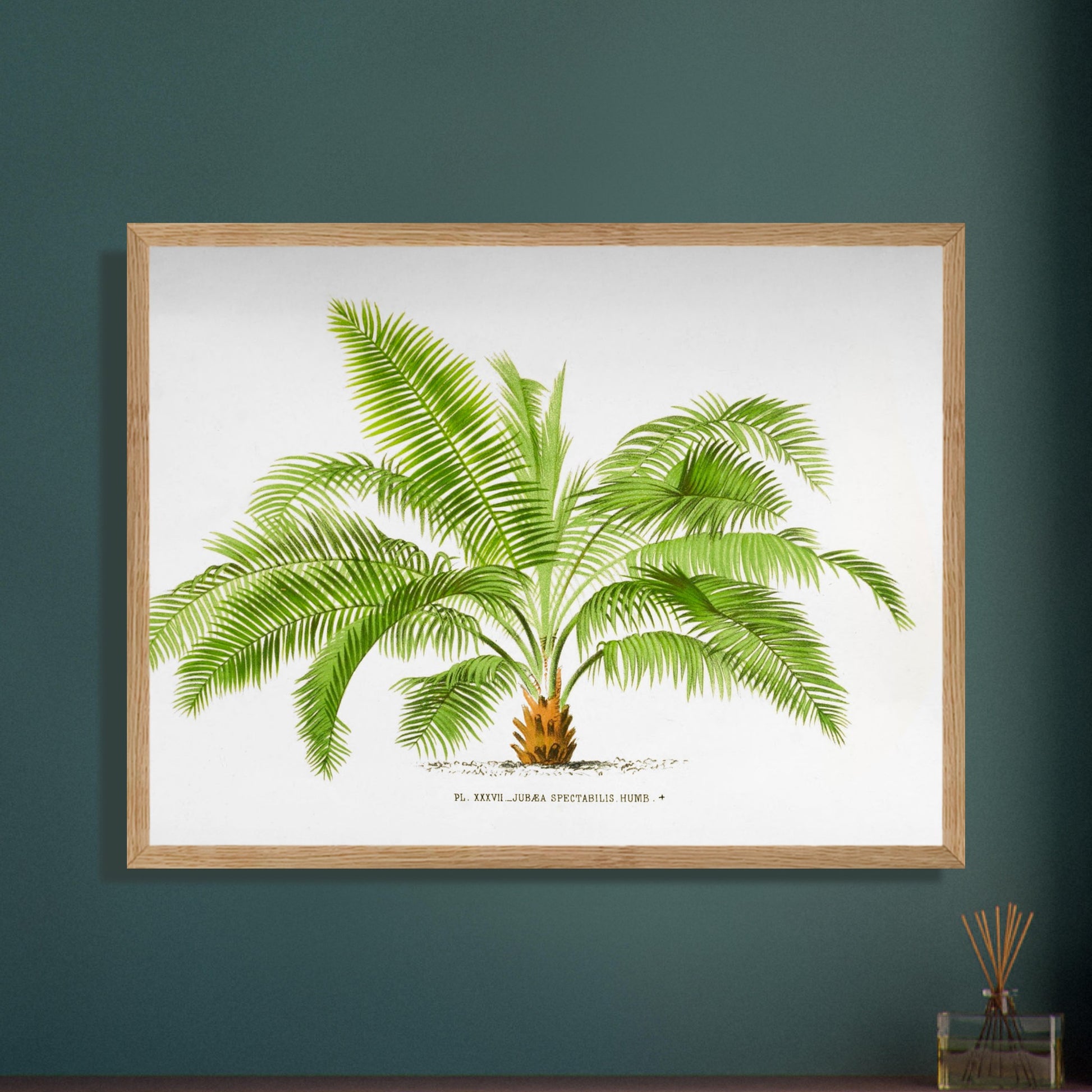 Illustration ancienne de palmier : Jubaea spectabilis (Palmier du Chili). Illustration botanique du palmier Jubaea Spectabilis, montrant ses feuilles vertes arquées et son tronc court et trapu. La gravure est sur fond blanc, avec une légende en dessous. Image d'illustration 8