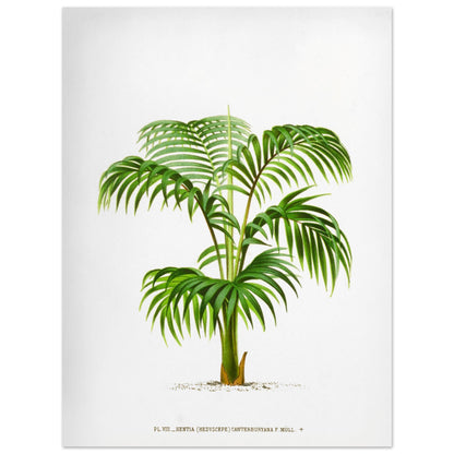 Planche botanique du Kentia Canterburyana (Hedyscepe) (30x40 cm). Illustration botanique du Kentia Canterburyana (Hedyscepe), un palmier aux feuilles vertes pennées et arquées, émanant d'un tronc court et robuste.