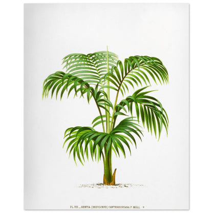 Planche botanique du Kentia Canterburyana (Hedyscepe) (40x50 cm). Illustration botanique du Kentia Canterburyana (Hedyscepe), un palmier aux feuilles vertes pennées et arquées, émanant d'un tronc court et robuste.