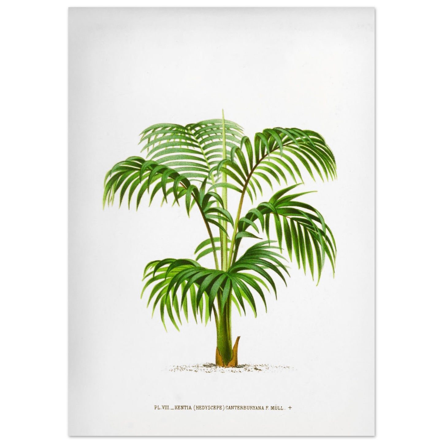 Planche botanique du Kentia Canterburyana (Hedyscepe) (50x70 cm). Illustration botanique du Kentia Canterburyana (Hedyscepe), un palmier aux feuilles vertes pennées et arquées, émanant d'un tronc court et robuste.