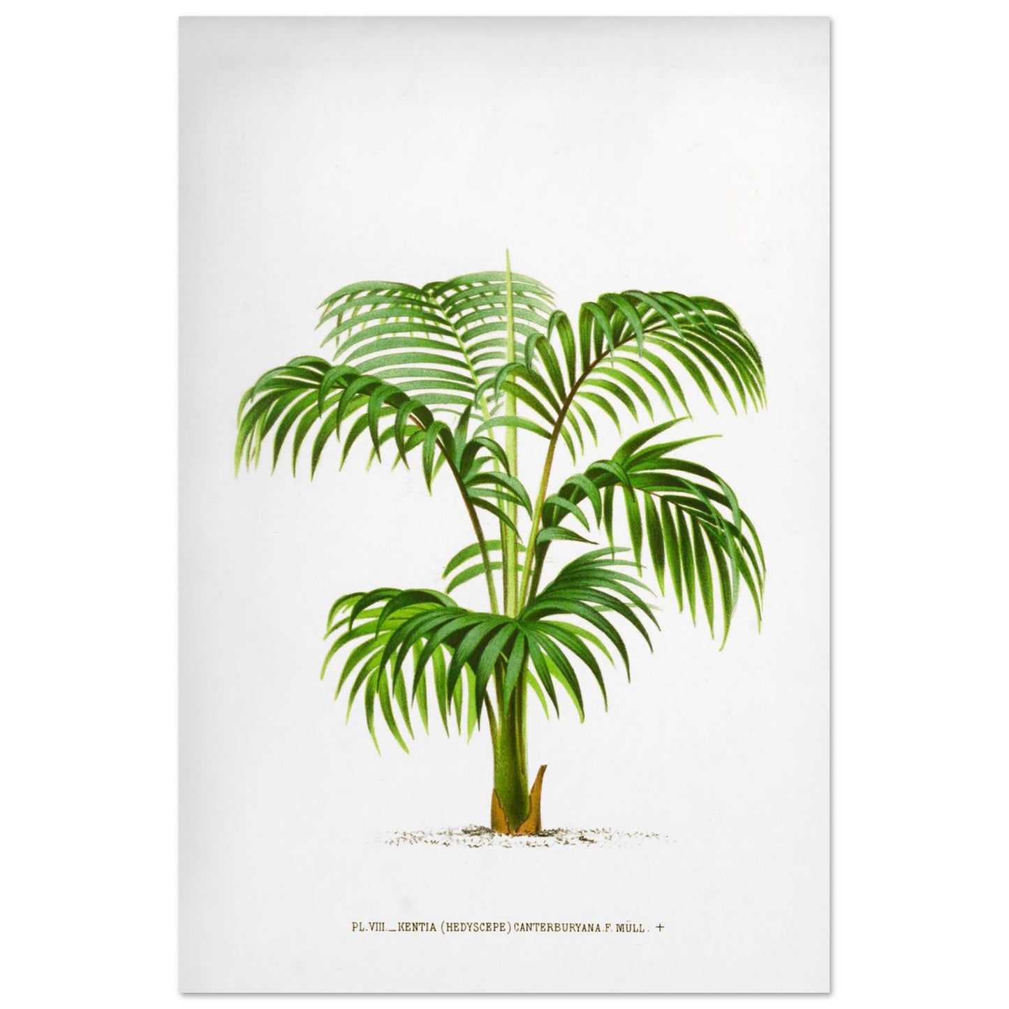 Planche botanique du Kentia Canterburyana (Hedyscepe) (60x90 cm). Illustration botanique du Kentia Canterburyana (Hedyscepe), un palmier aux feuilles vertes pennées et arquées, émanant d'un tronc court et robuste.