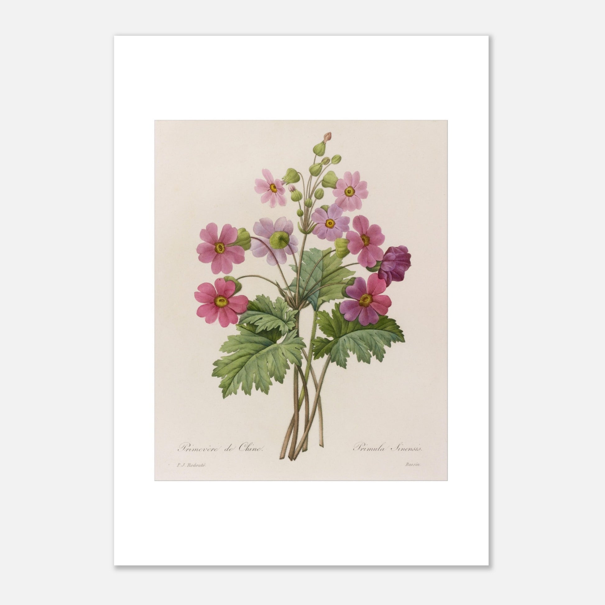 Primevère de Chine (Primula Sinensis) par Pierre-Joseph Redouté - Taille 29,7x42 cm (A3)