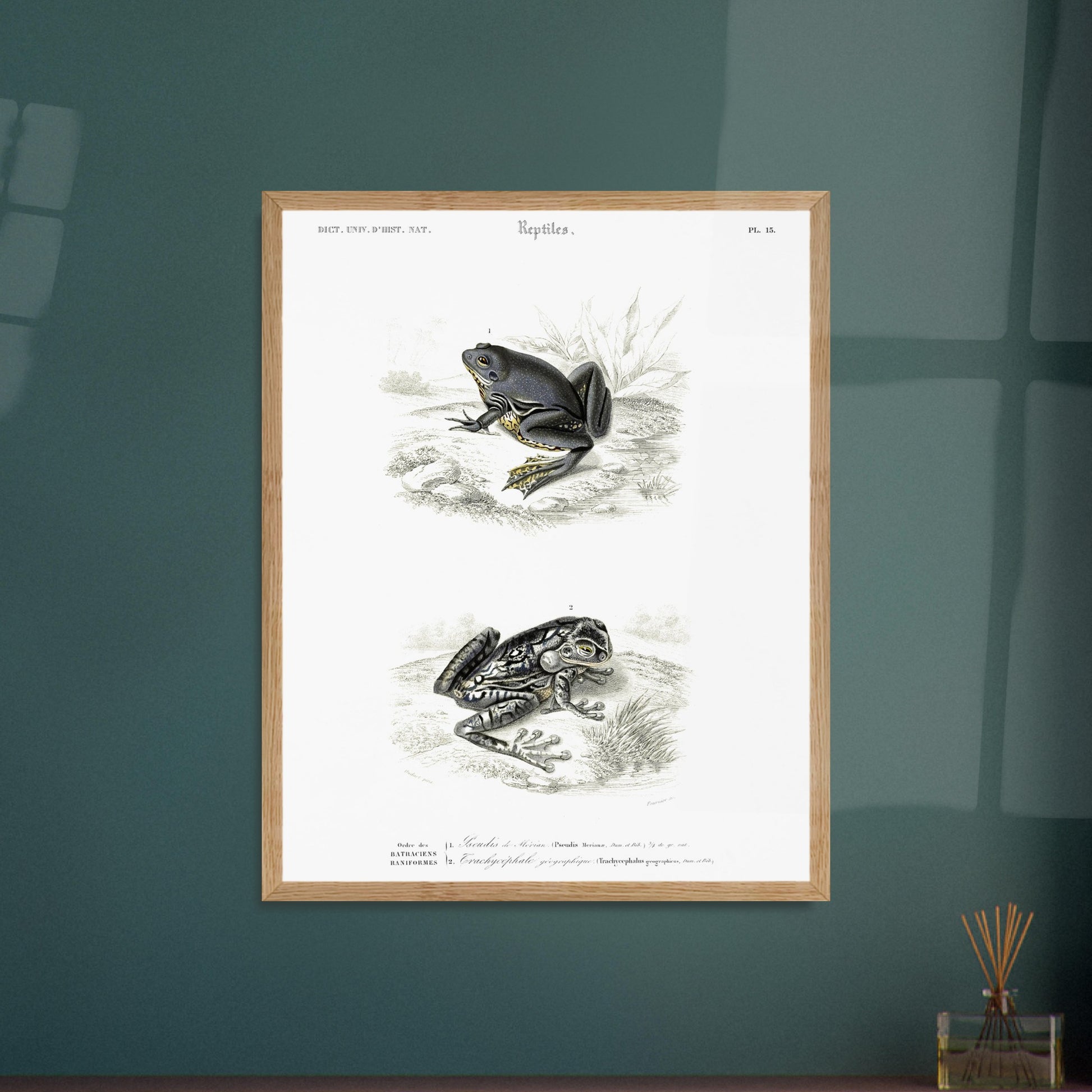 Pseudis de Mérian, Trachycéphale géographique - illustration naturaliste du Dictionnaire Universel d'Histoire Naturelle de Charles d'Orbigny - image 52908816597325