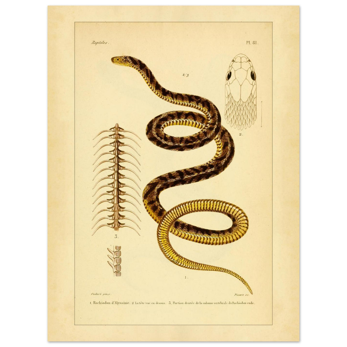 Abessinischer Eierschlangen und Raue Eierschlange: antike Illustration (30x40 cm). Antike wissenschaftliche Tafel mit der Darstellung der Schlange 'Rachiodon d'Abyssinie' und 'Rachiodon rude', mit Ansichten ihrer Köpfe und ihrer Wirbelsäule.