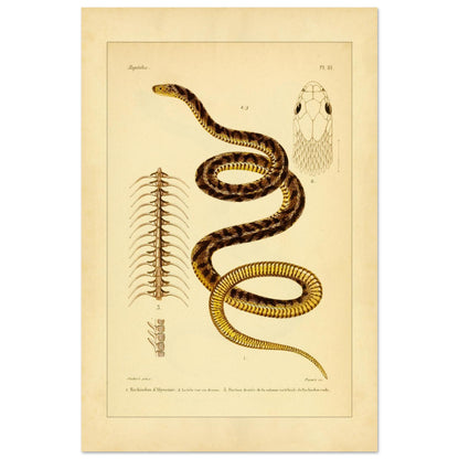 Abessinischer Eierschlangen und Raue Eierschlange: antike Illustration (40x60 cm). Antike wissenschaftliche Tafel mit der Darstellung der Schlange 'Rachiodon d'Abyssinie' und 'Rachiodon rude', mit Ansichten ihrer Köpfe und ihrer Wirbelsäule.