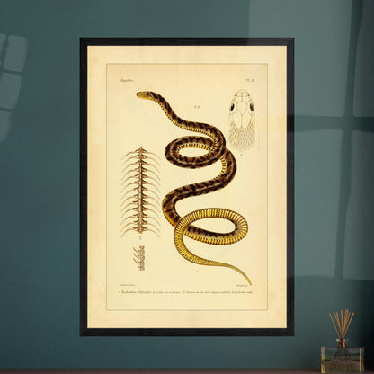 Abessinischer Eierschlangen und Raue Eierschlange: antike Illustration. Antike wissenschaftliche Tafel mit der Darstellung der Schlange 'Rachiodon d'Abyssinie' und 'Rachiodon rude', mit Ansichten ihrer Köpfe und ihrer Wirbelsäule.