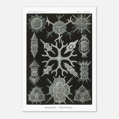 Planche scientifique Radiolaires à mousse d'Ernst Haeckel (29,7x42 cm (A3)). Planche scientifique par Ernst Haeckel présentant diverses formes de radiolaires, des organismes microscopiques aux structures complexes, sur fond noir.