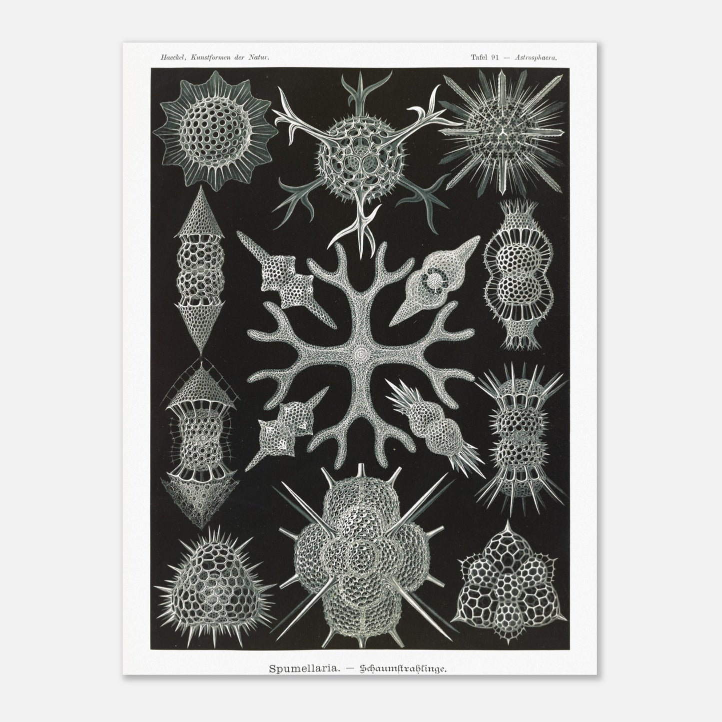 Planche scientifique Radiolaires à mousse d'Ernst Haeckel (30x40 cm). Planche scientifique par Ernst Haeckel présentant diverses formes de radiolaires, des organismes microscopiques aux structures complexes, sur fond noir.