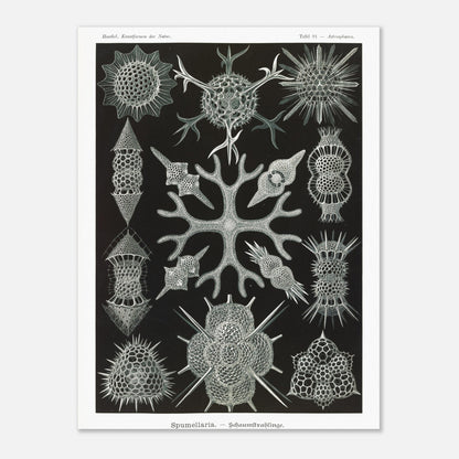 Planche scientifique Radiolaires à mousse d'Ernst Haeckel (30x40 cm). Planche scientifique par Ernst Haeckel présentant diverses formes de radiolaires, des organismes microscopiques aux structures complexes, sur fond noir.