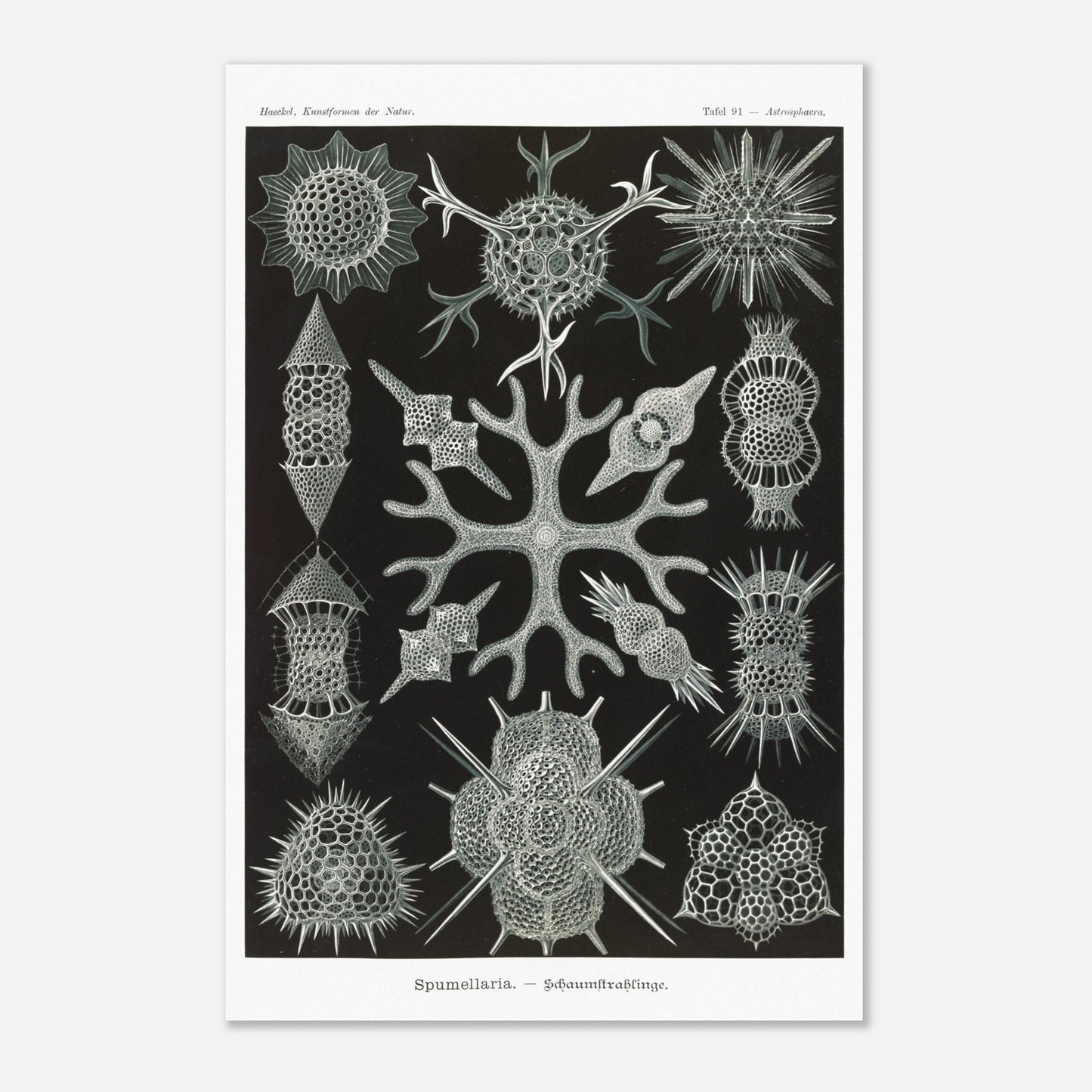 Planche scientifique Radiolaires à mousse d'Ernst Haeckel (40x60 cm). Planche scientifique par Ernst Haeckel présentant diverses formes de radiolaires, des organismes microscopiques aux structures complexes, sur fond noir.