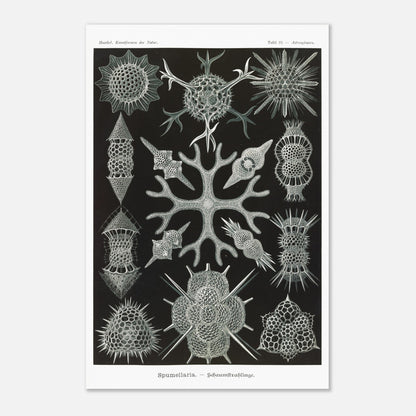 Planche scientifique Radiolaires à mousse d'Ernst Haeckel (40x60 cm). Planche scientifique par Ernst Haeckel présentant diverses formes de radiolaires, des organismes microscopiques aux structures complexes, sur fond noir.