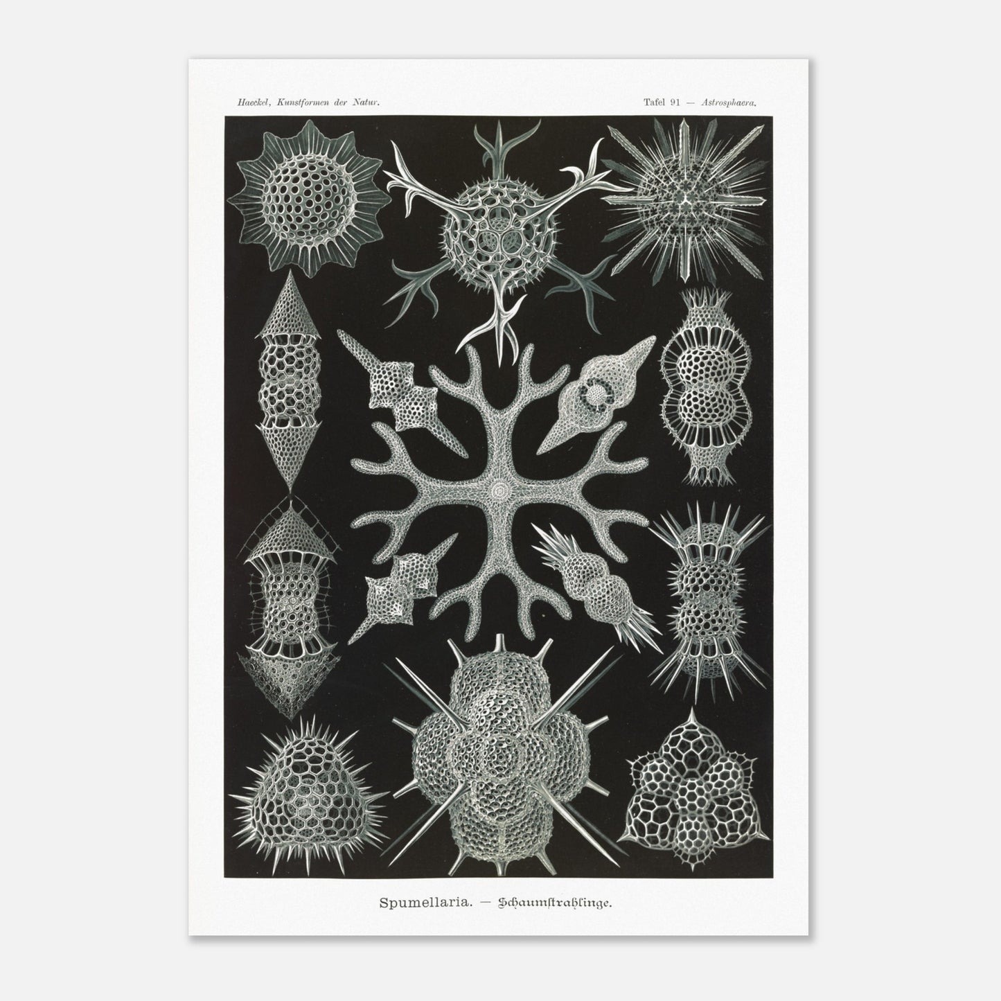 Planche scientifique Radiolaires à mousse d'Ernst Haeckel (42x59,4 cm (A2)). Planche scientifique par Ernst Haeckel présentant diverses formes de radiolaires, des organismes microscopiques aux structures complexes, sur fond noir.