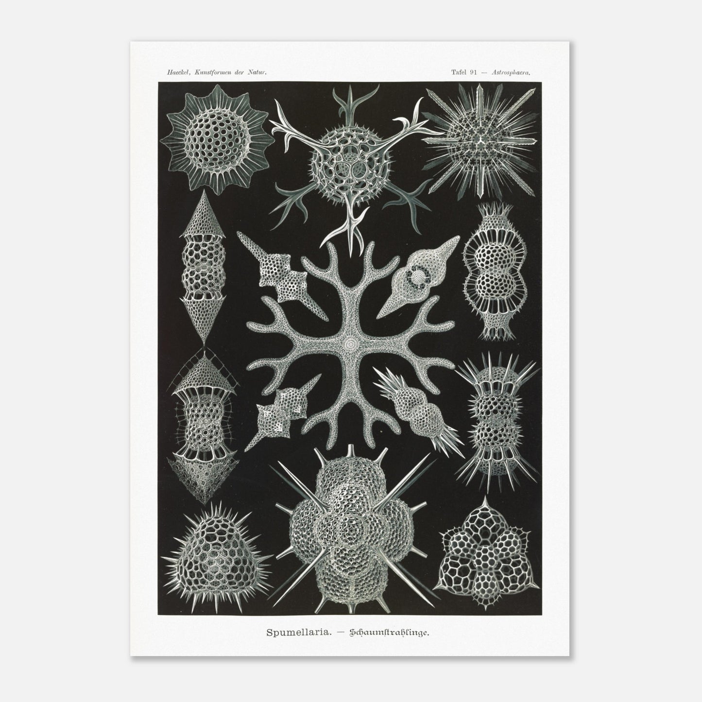Planche scientifique Radiolaires à mousse d'Ernst Haeckel (50x70 cm). Planche scientifique par Ernst Haeckel présentant diverses formes de radiolaires, des organismes microscopiques aux structures complexes, sur fond noir.