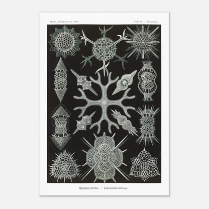 Planche scientifique Radiolaires à mousse d'Ernst Haeckel (59,4x84,1 cm (A1)). Planche scientifique par Ernst Haeckel présentant diverses formes de radiolaires, des organismes microscopiques aux structures complexes, sur fond noir.