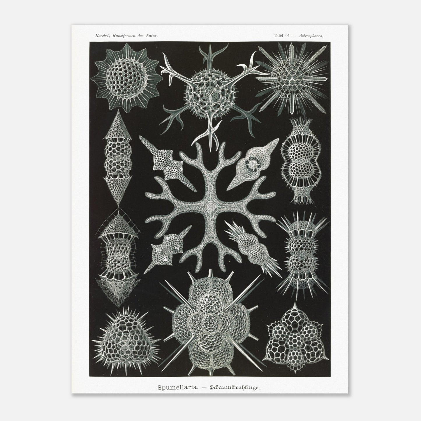 Planche scientifique Radiolaires à mousse d'Ernst Haeckel (60x80 cm). Planche scientifique par Ernst Haeckel présentant diverses formes de radiolaires, des organismes microscopiques aux structures complexes, sur fond noir.