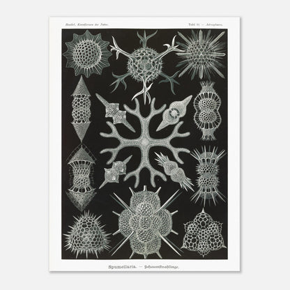 Planche scientifique Radiolaires à mousse d'Ernst Haeckel (60x80 cm). Planche scientifique par Ernst Haeckel présentant diverses formes de radiolaires, des organismes microscopiques aux structures complexes, sur fond noir.