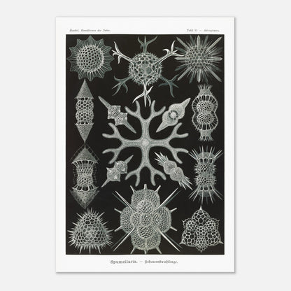 Planche scientifique Radiolaires à mousse d'Ernst Haeckel (70x100 cm). Planche scientifique par Ernst Haeckel présentant diverses formes de radiolaires, des organismes microscopiques aux structures complexes, sur fond noir.