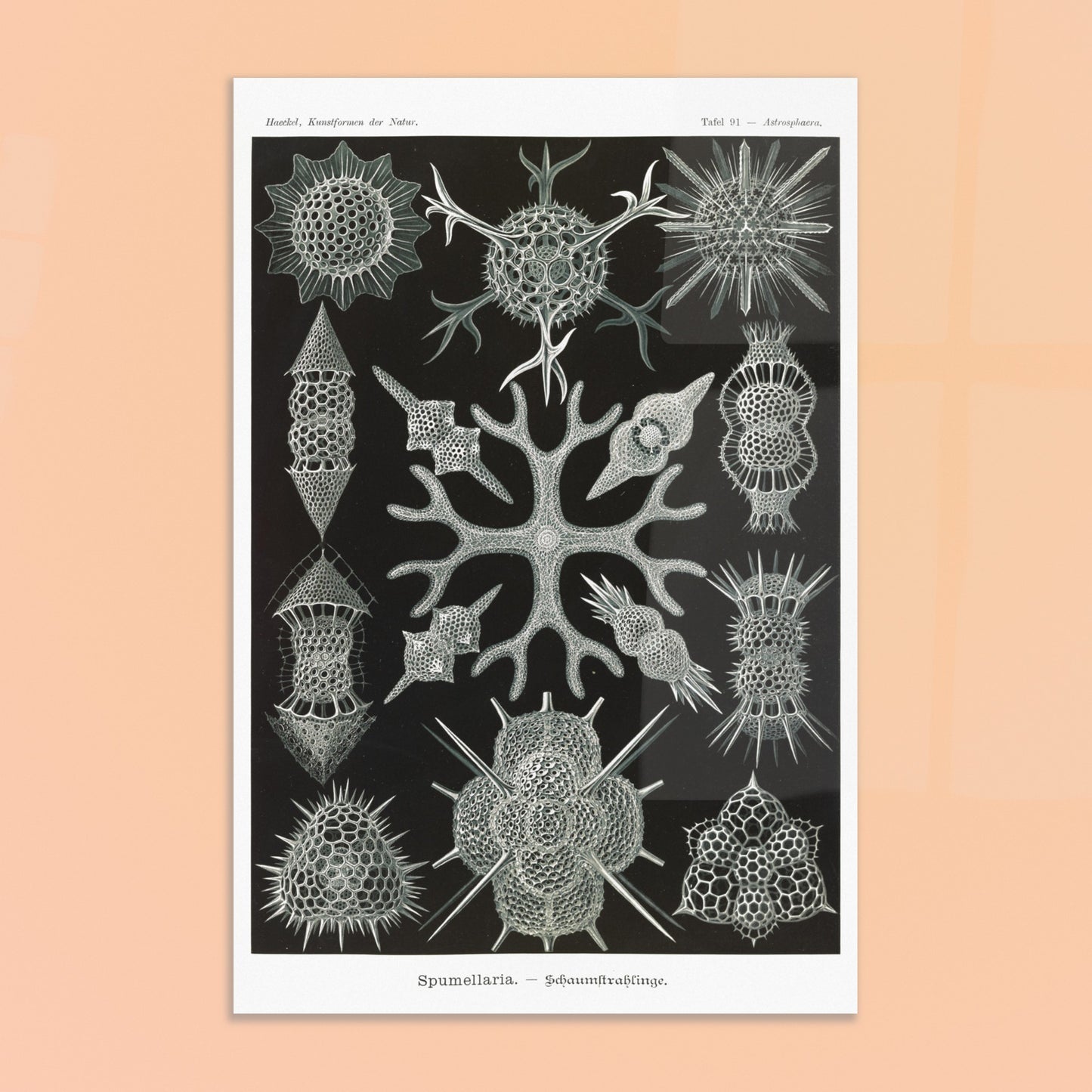 Planche scientifique Radiolaires à mousse d'Ernst Haeckel. Planche scientifique par Ernst Haeckel présentant diverses formes de radiolaires, des organismes microscopiques aux structures complexes, sur fond noir. Image d'illustration 8