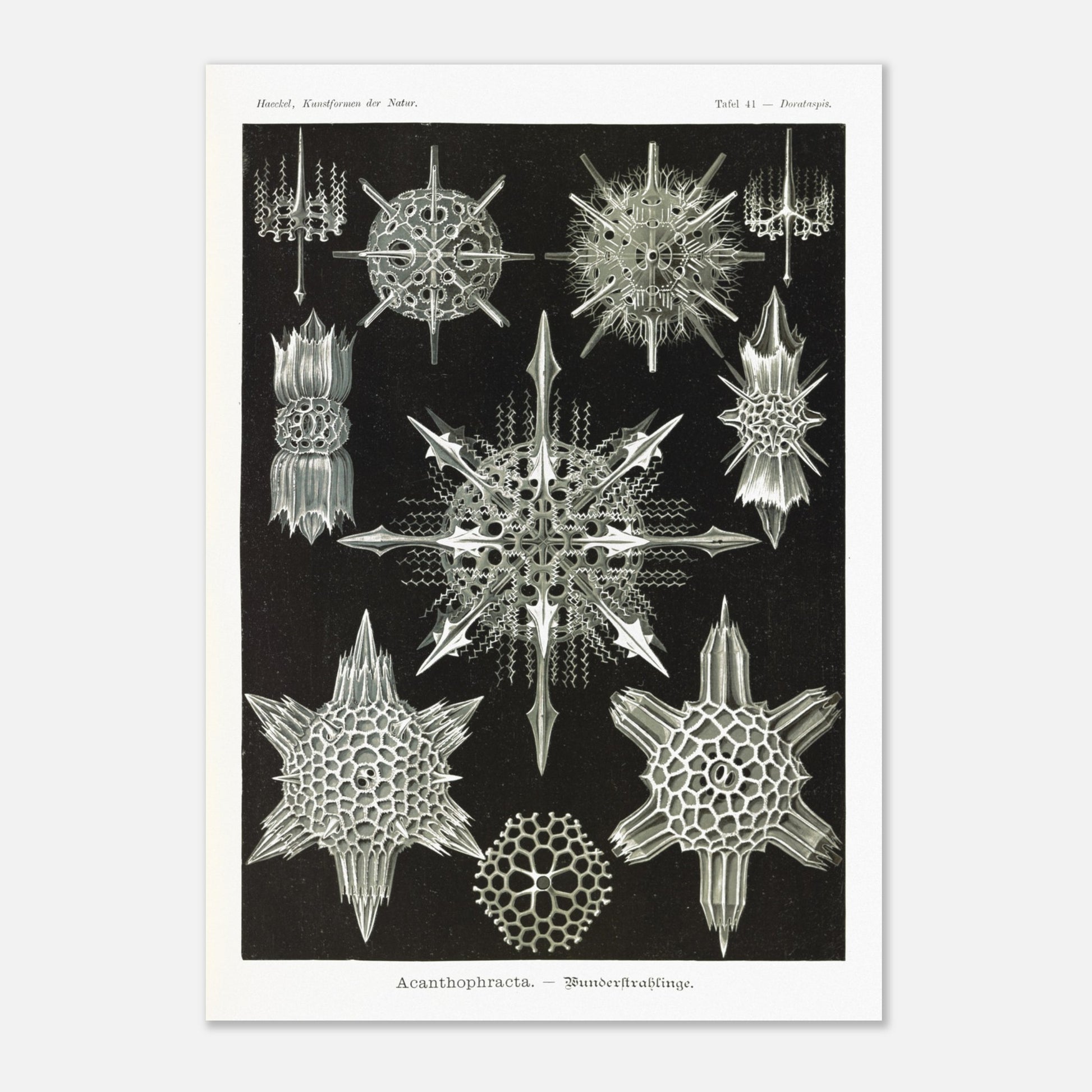 Planche de Radiolaires acanthaires par Ernst Haeckel (29,7x42 cm (A3)). Planche d'illustrations naturalistes d'Ernst Haeckel montrant diverses formes de radiolaires acanthaires.