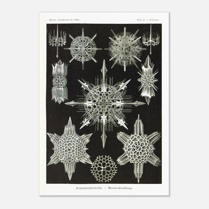 Planche de Radiolaires acanthaires par Ernst Haeckel (29,7x42 cm (A3)). Planche d'illustrations naturalistes d'Ernst Haeckel montrant diverses formes de radiolaires acanthaires.