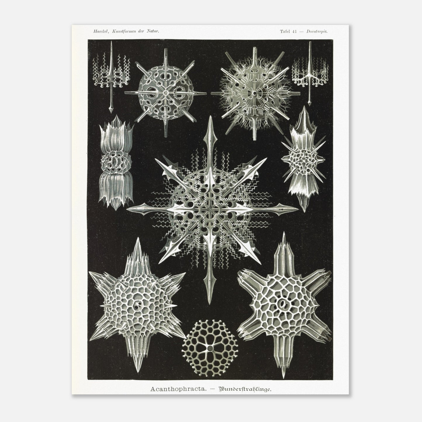 Planche de Radiolaires acanthaires par Ernst Haeckel (30x40 cm). Planche d'illustrations naturalistes d'Ernst Haeckel montrant diverses formes de radiolaires acanthaires.