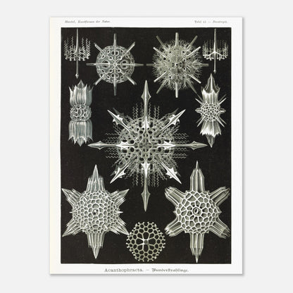 Planche de Radiolaires acanthaires par Ernst Haeckel (30x40 cm). Planche d'illustrations naturalistes d'Ernst Haeckel montrant diverses formes de radiolaires acanthaires.