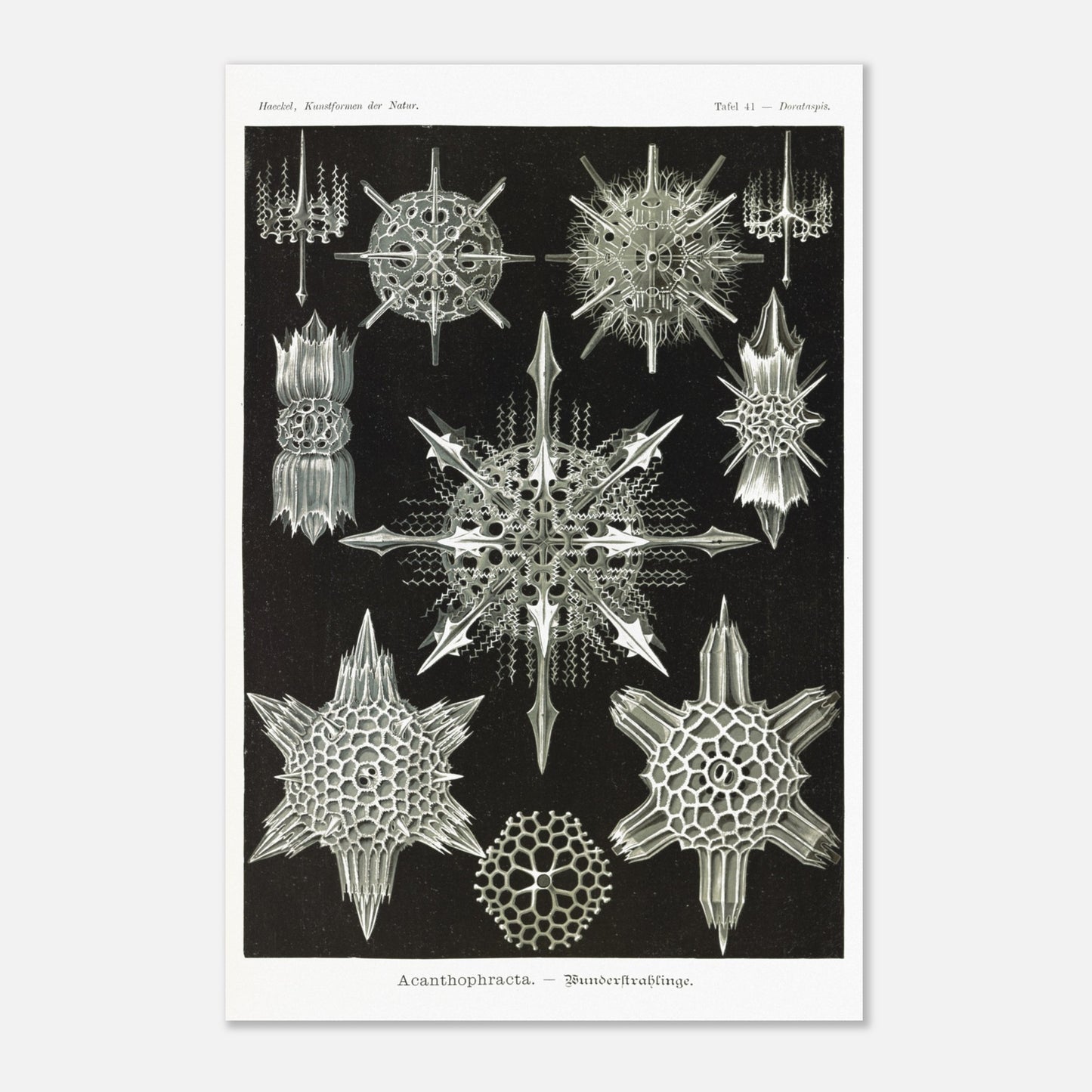 Planche de Radiolaires acanthaires par Ernst Haeckel (40x60 cm). Planche d'illustrations naturalistes d'Ernst Haeckel montrant diverses formes de radiolaires acanthaires.