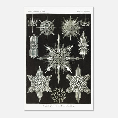 Planche de Radiolaires acanthaires par Ernst Haeckel (40x60 cm). Planche d'illustrations naturalistes d'Ernst Haeckel montrant diverses formes de radiolaires acanthaires.