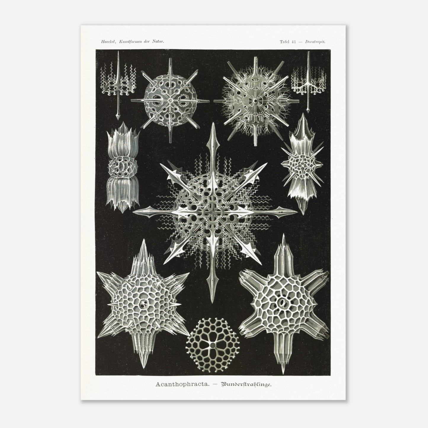 Planche de Radiolaires acanthaires par Ernst Haeckel (42x59,4 cm (A2)). Planche d'illustrations naturalistes d'Ernst Haeckel montrant diverses formes de radiolaires acanthaires.