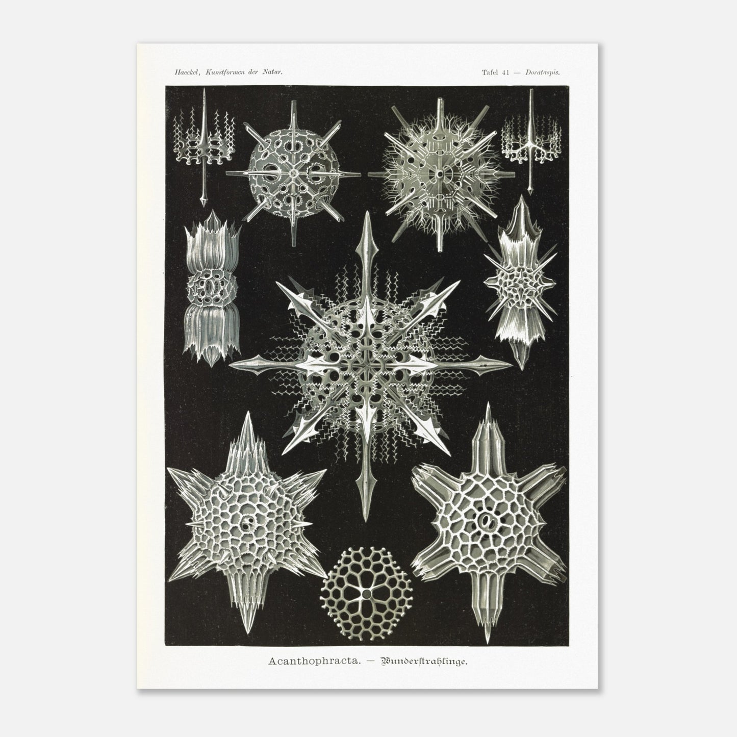 Planche de Radiolaires acanthaires par Ernst Haeckel (50x70 cm). Planche d'illustrations naturalistes d'Ernst Haeckel montrant diverses formes de radiolaires acanthaires.