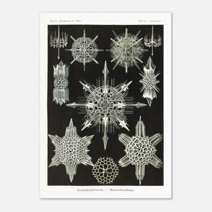 Planche de Radiolaires acanthaires par Ernst Haeckel (59,4x84,1 cm (A1)). Planche d'illustrations naturalistes d'Ernst Haeckel montrant diverses formes de radiolaires acanthaires.
