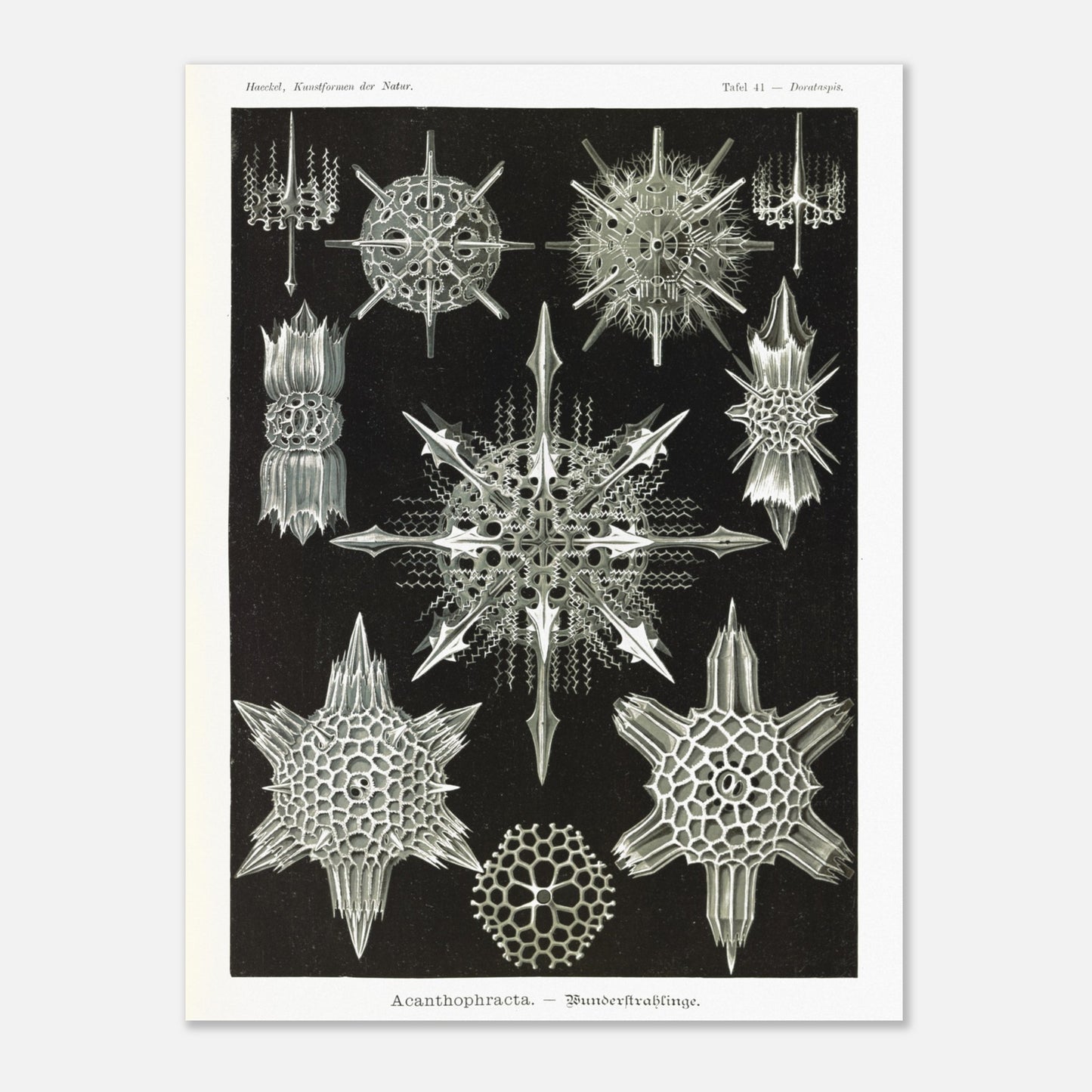 Planche de Radiolaires acanthaires par Ernst Haeckel (60x80 cm). Planche d'illustrations naturalistes d'Ernst Haeckel montrant diverses formes de radiolaires acanthaires.