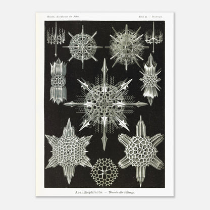 Planche de Radiolaires acanthaires par Ernst Haeckel (60x80 cm). Planche d'illustrations naturalistes d'Ernst Haeckel montrant diverses formes de radiolaires acanthaires.