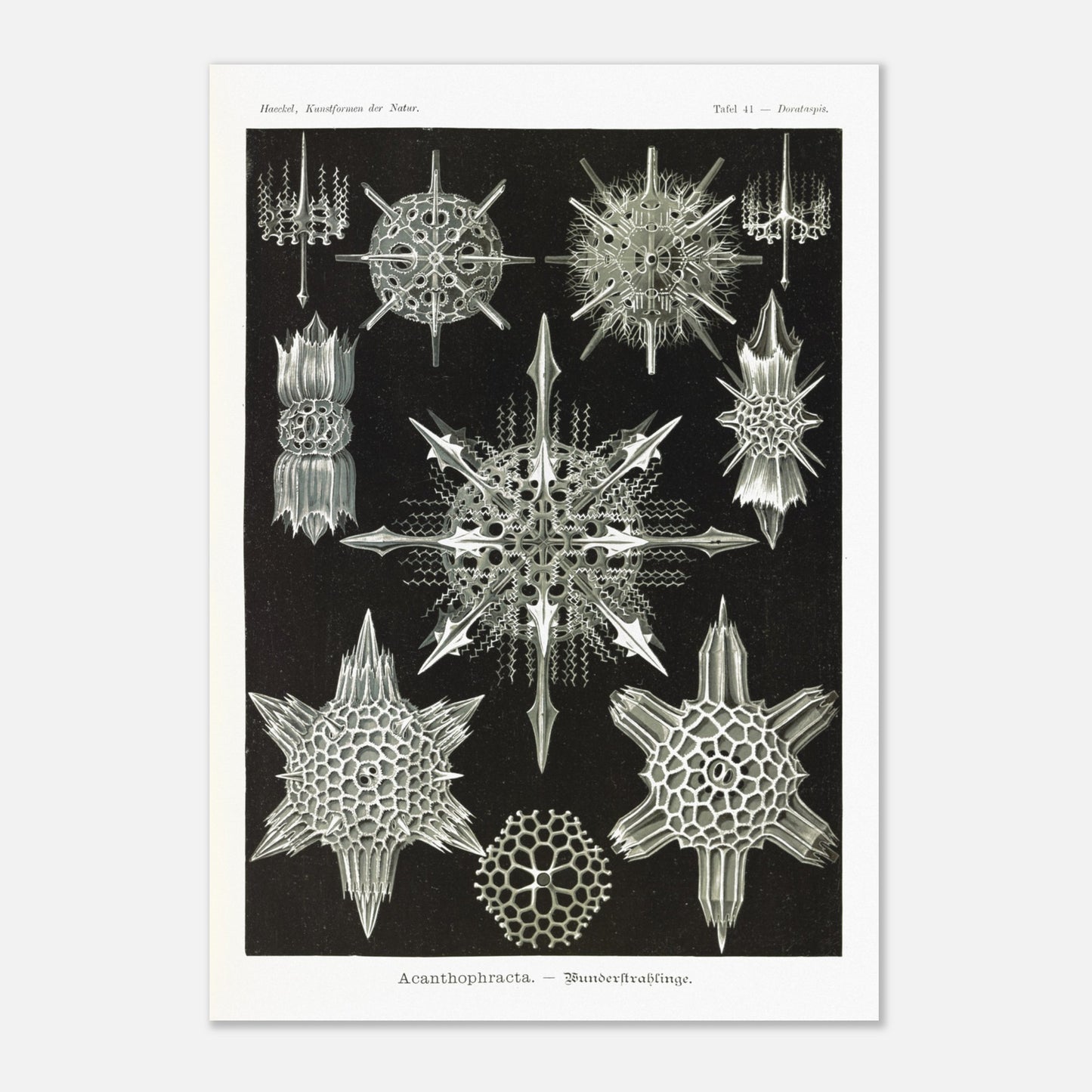 Planche de Radiolaires acanthaires par Ernst Haeckel (70x100 cm). Planche d'illustrations naturalistes d'Ernst Haeckel montrant diverses formes de radiolaires acanthaires.