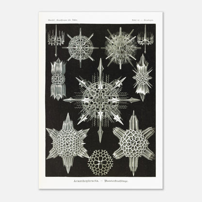 Planche de Radiolaires acanthaires par Ernst Haeckel (70x100 cm). Planche d'illustrations naturalistes d'Ernst Haeckel montrant diverses formes de radiolaires acanthaires.